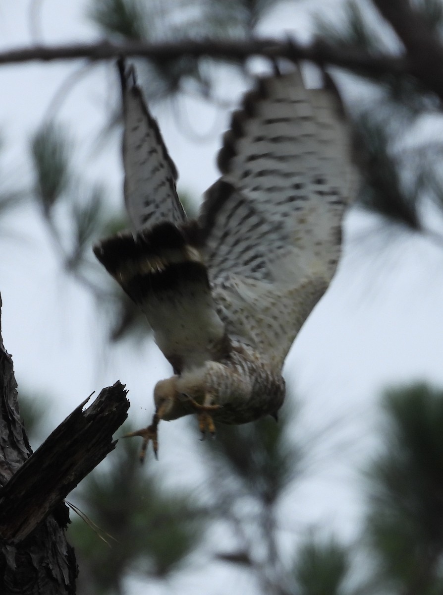 Broad-winged Hawk - ML619961583