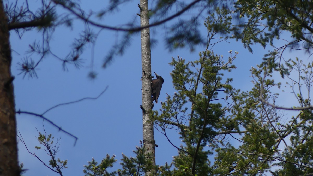 Black Woodpecker - ML619961596