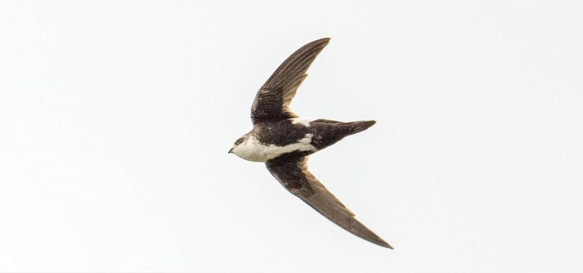 White-throated Swift - ML619961601