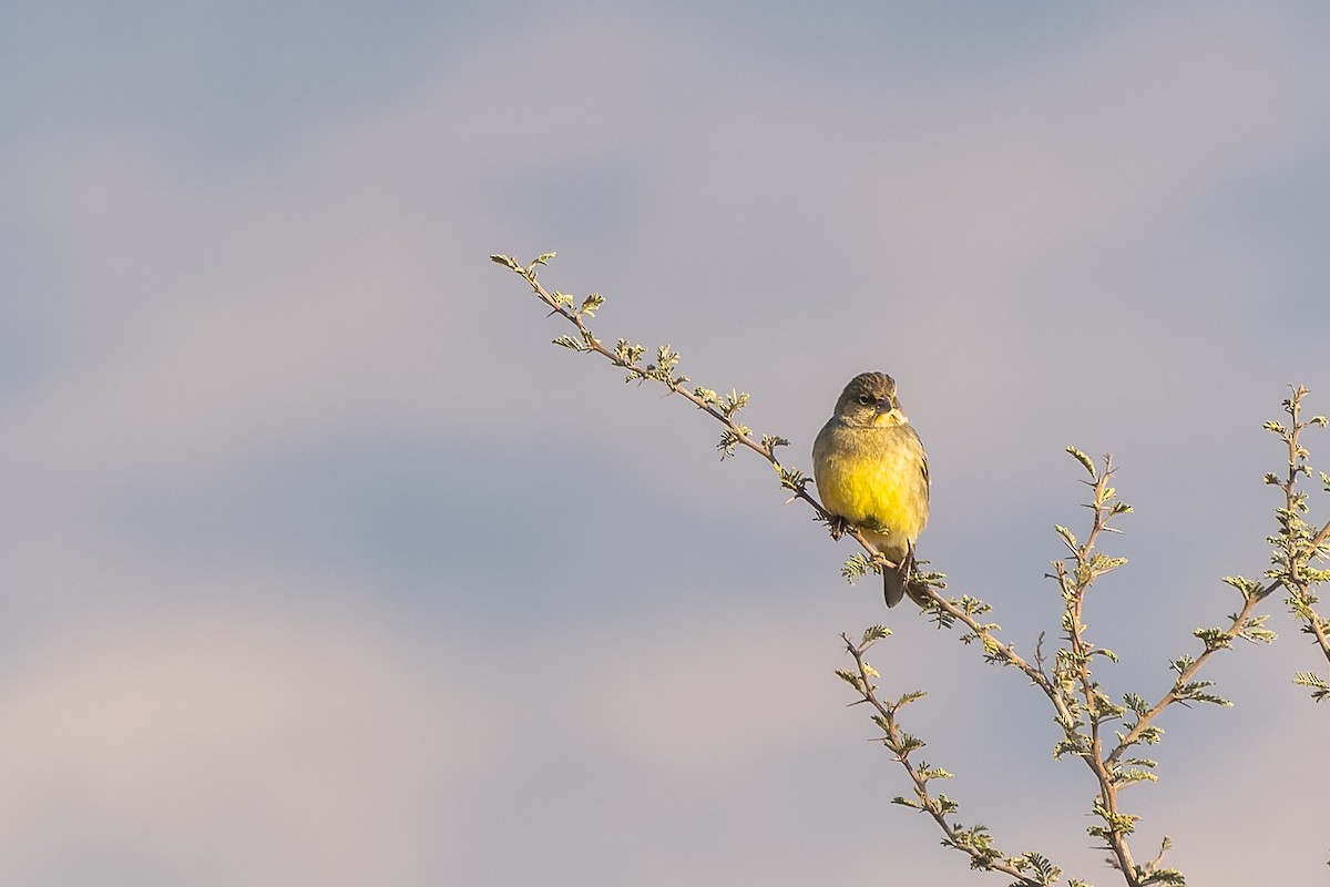 Grassland Yellow-Finch (Grassland) - ML619961603
