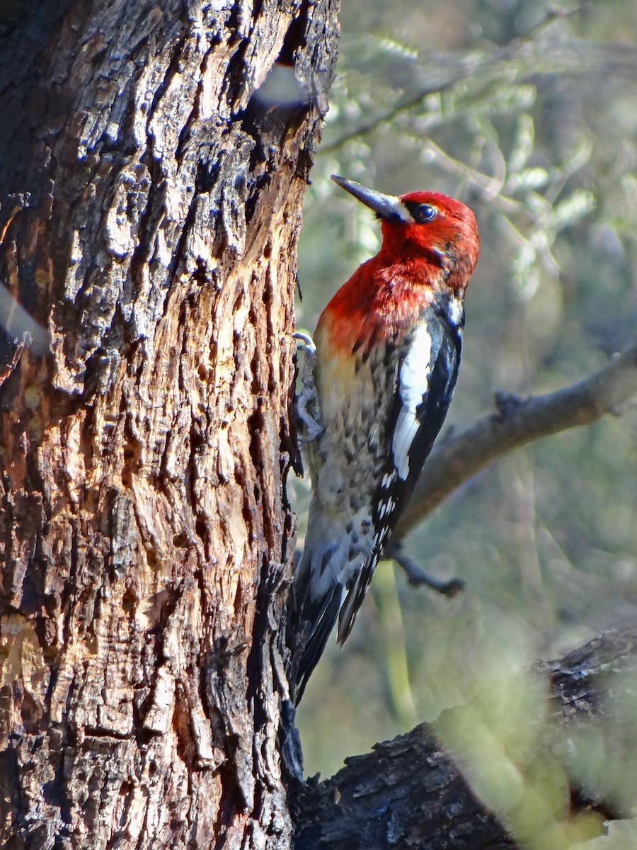 Red-breasted Sapsucker - ML619961621