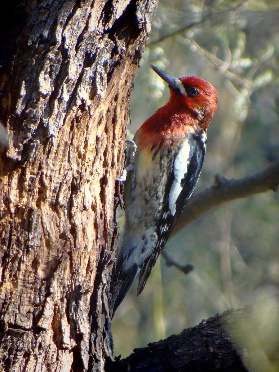 Red-breasted Sapsucker - ML619961622