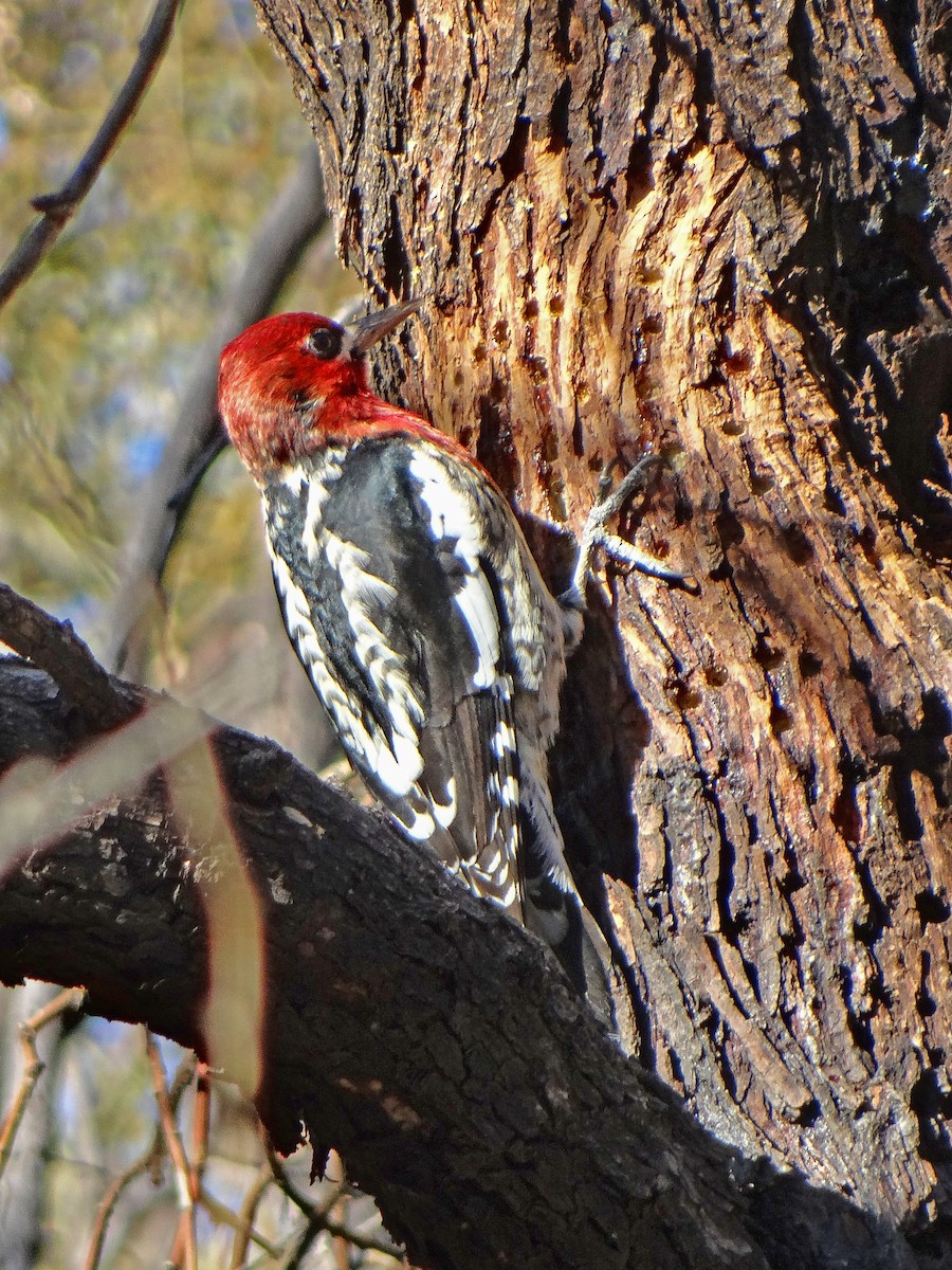 Red-breasted Sapsucker - ML619961623