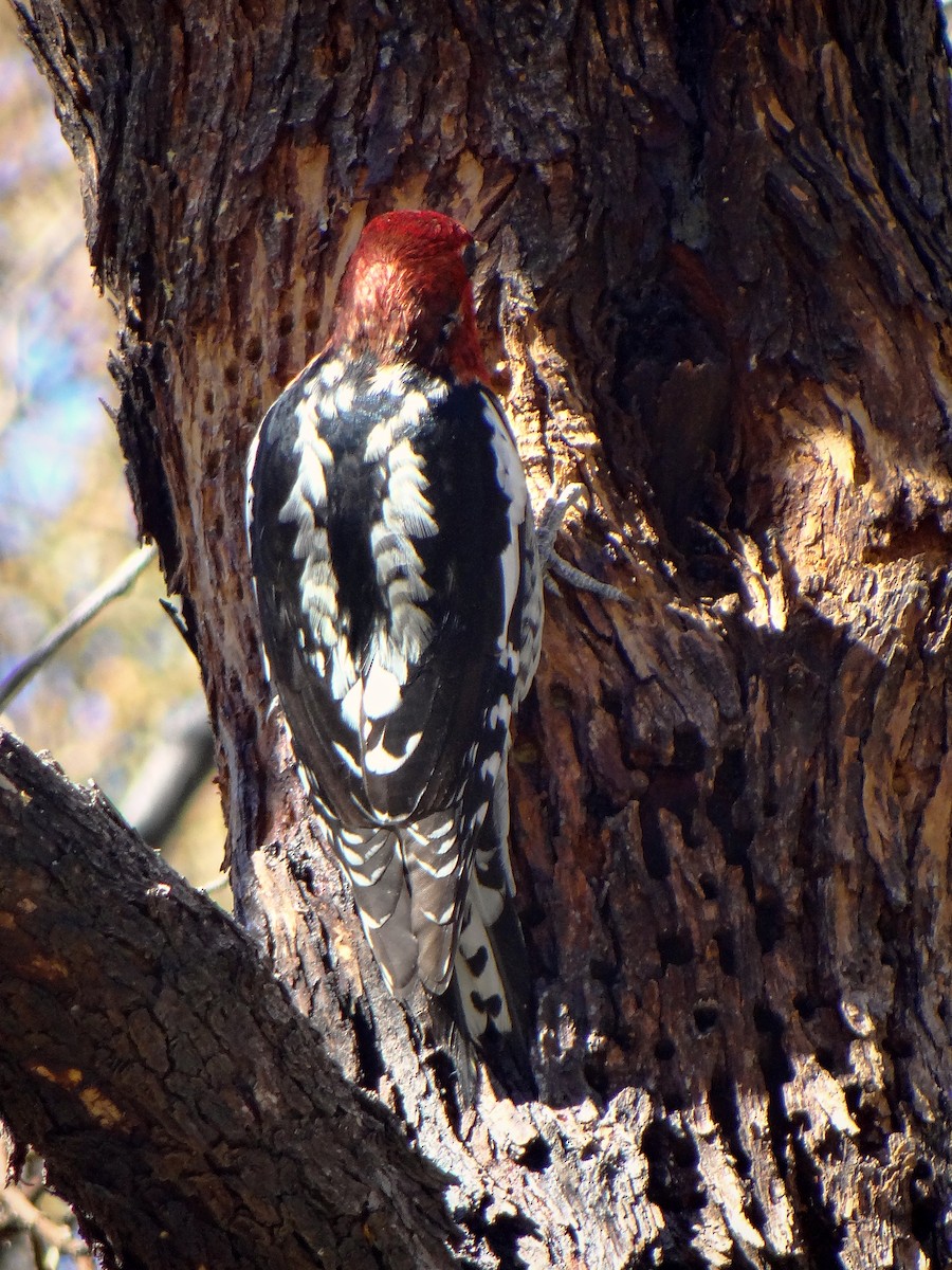 Red-breasted Sapsucker - ML619961625