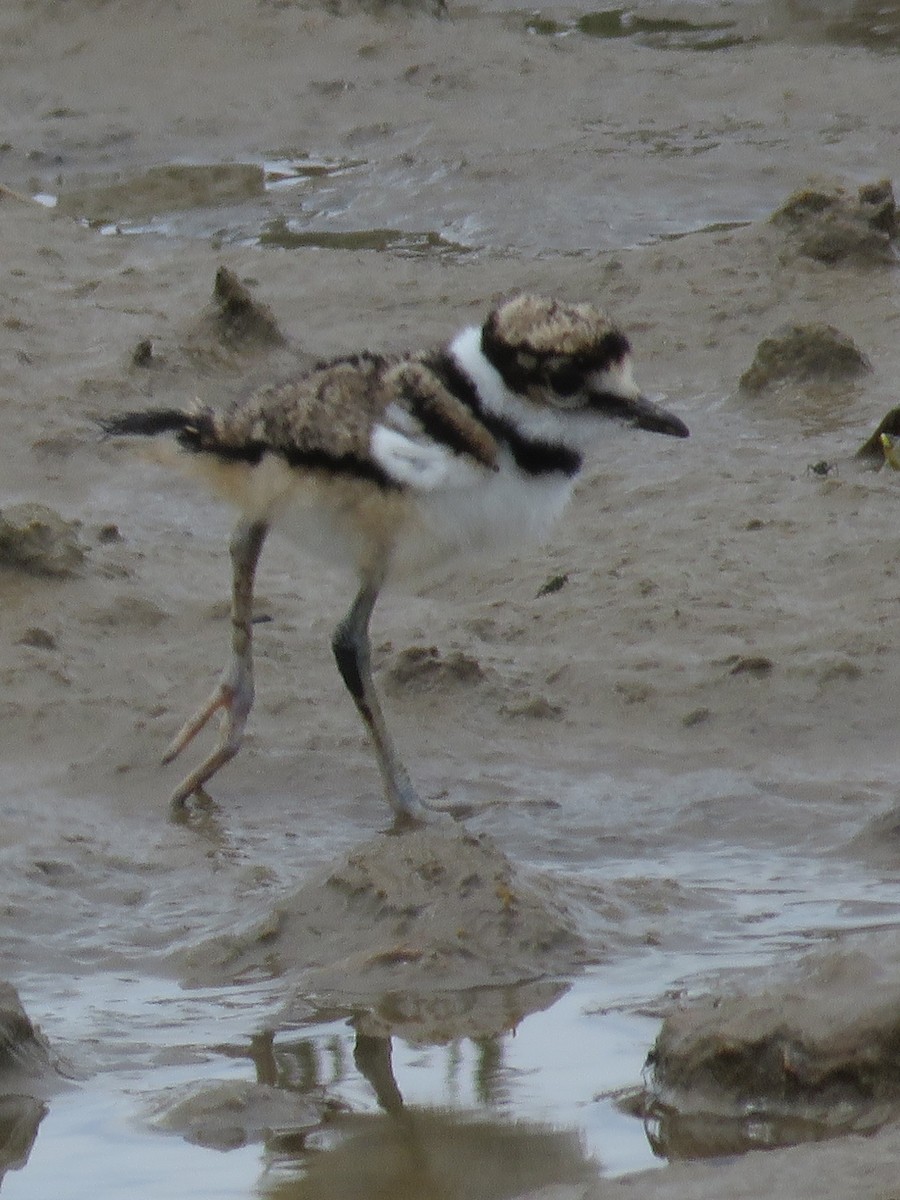 Killdeer - ML619961635