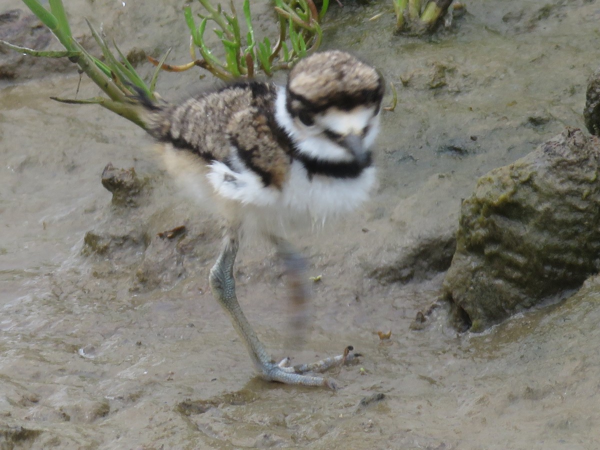 Killdeer - ML619961642