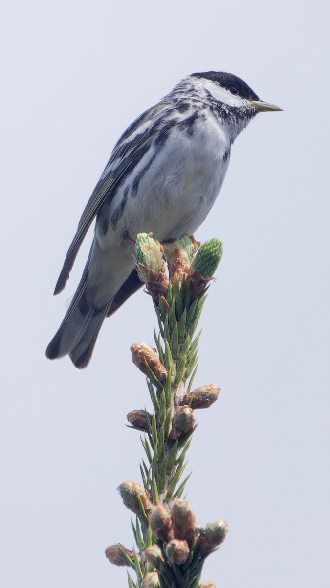 Blackpoll Warbler - ML619961648