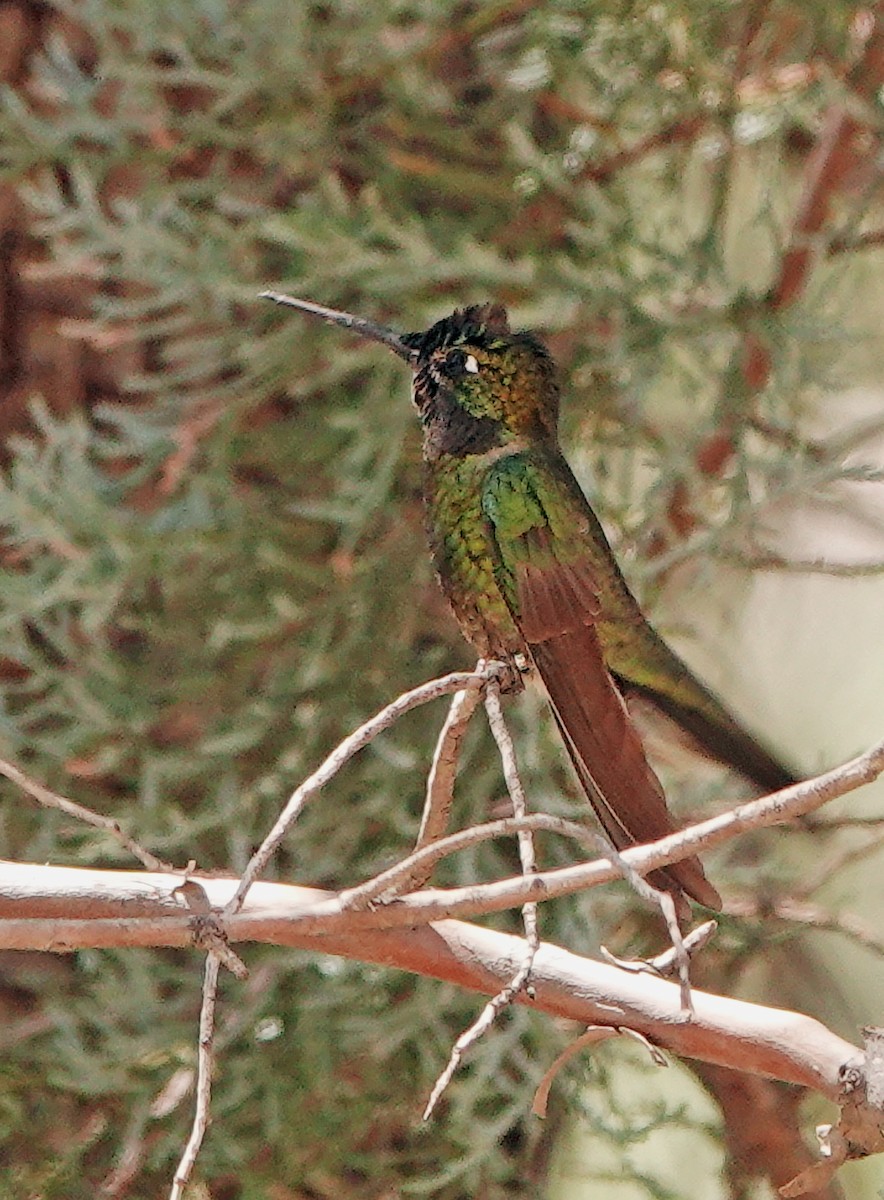 Rivoli's Hummingbird - ML619961668