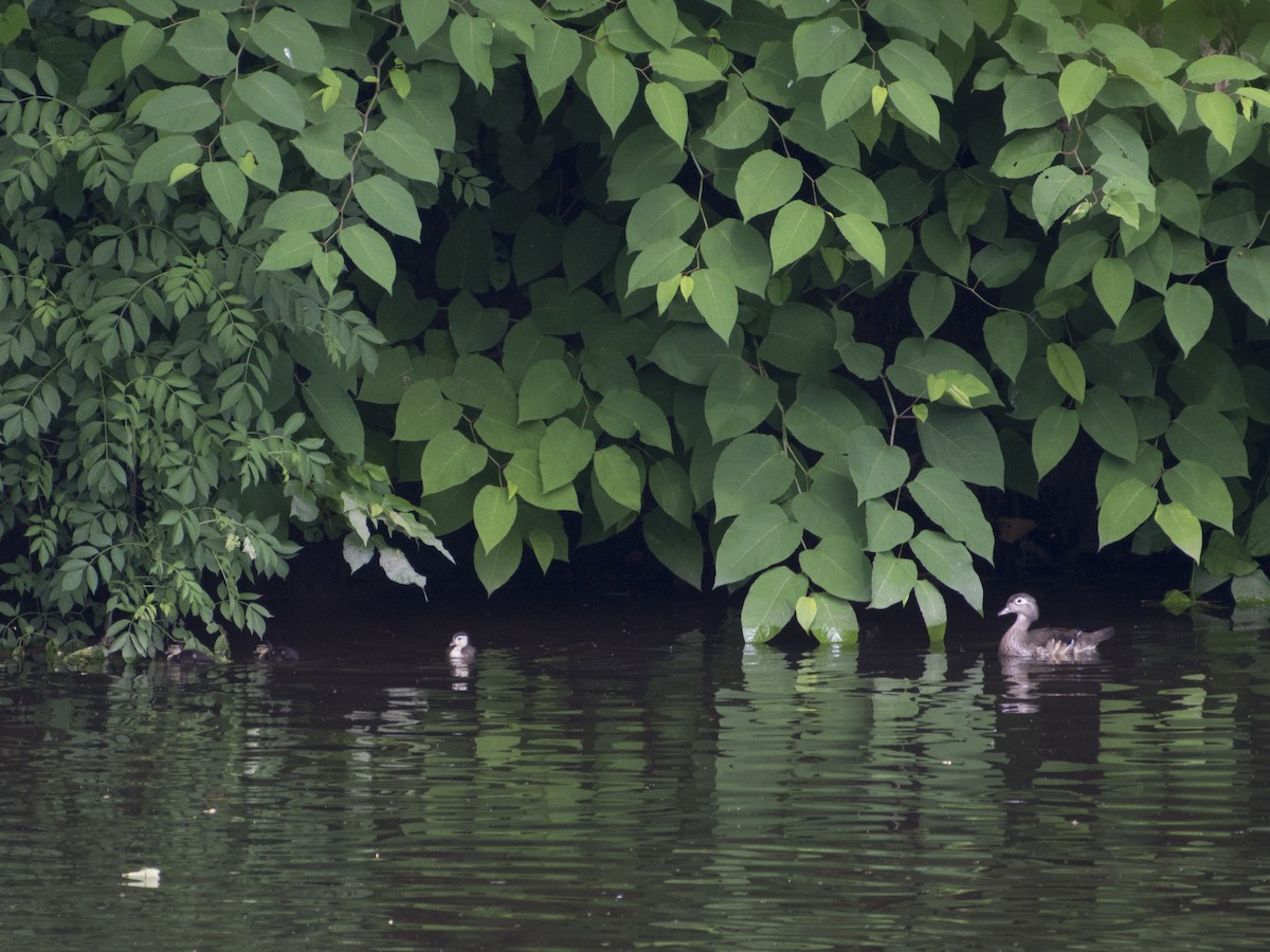 Wood Duck - ML619961670