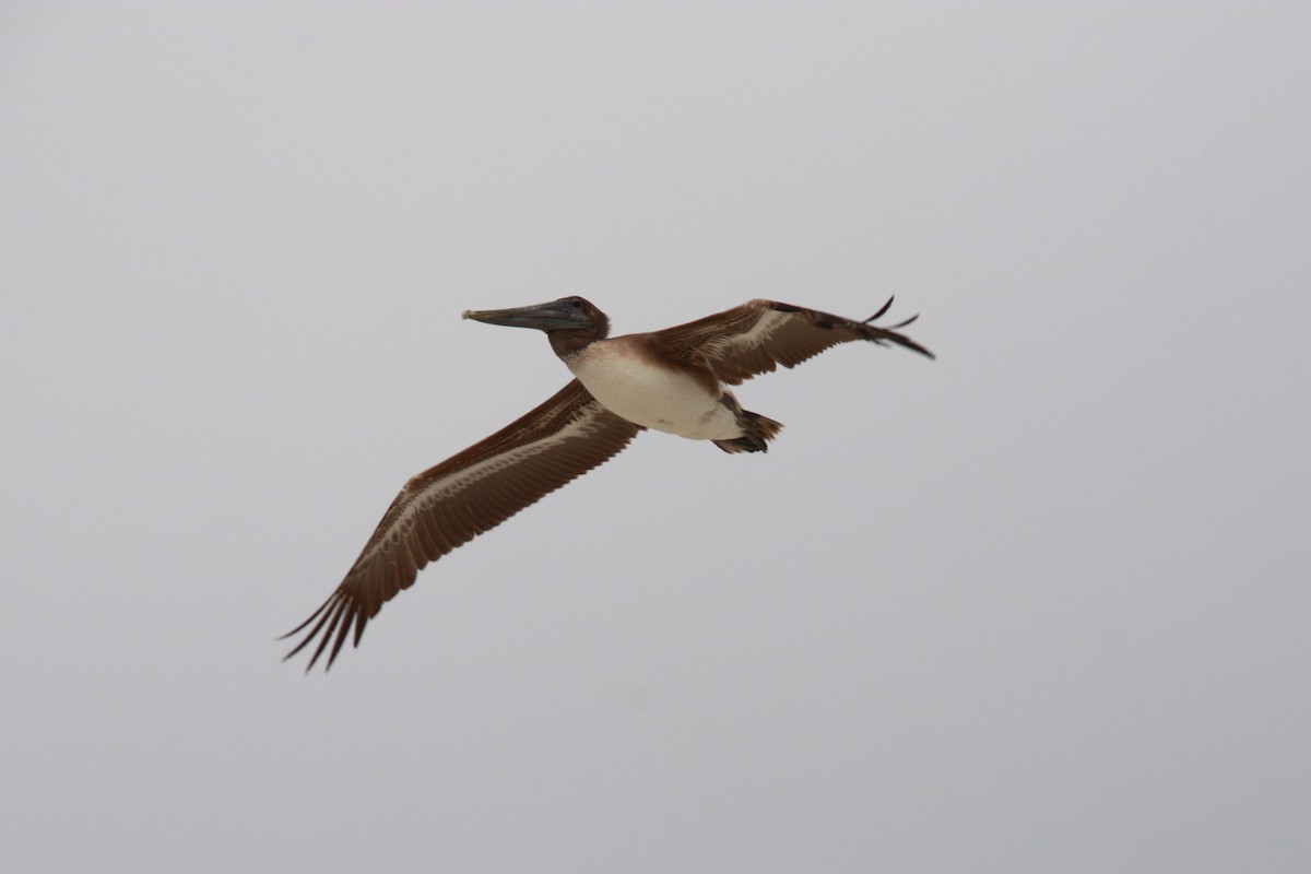 pelikán hnědý - ML619961682