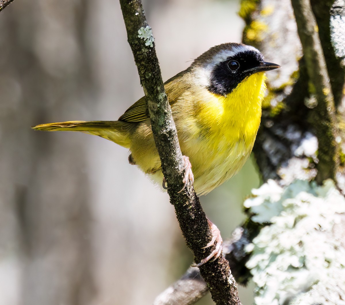 Common Yellowthroat - ML619961687