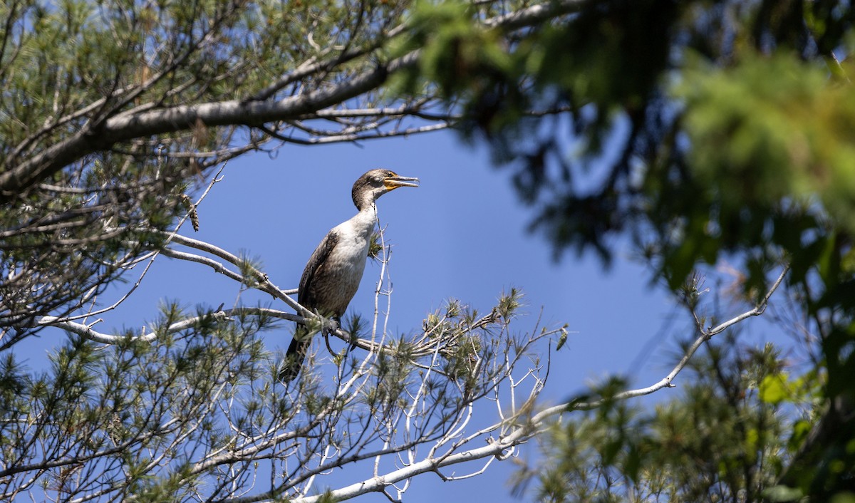 Double-crested Cormorant - ML619961717