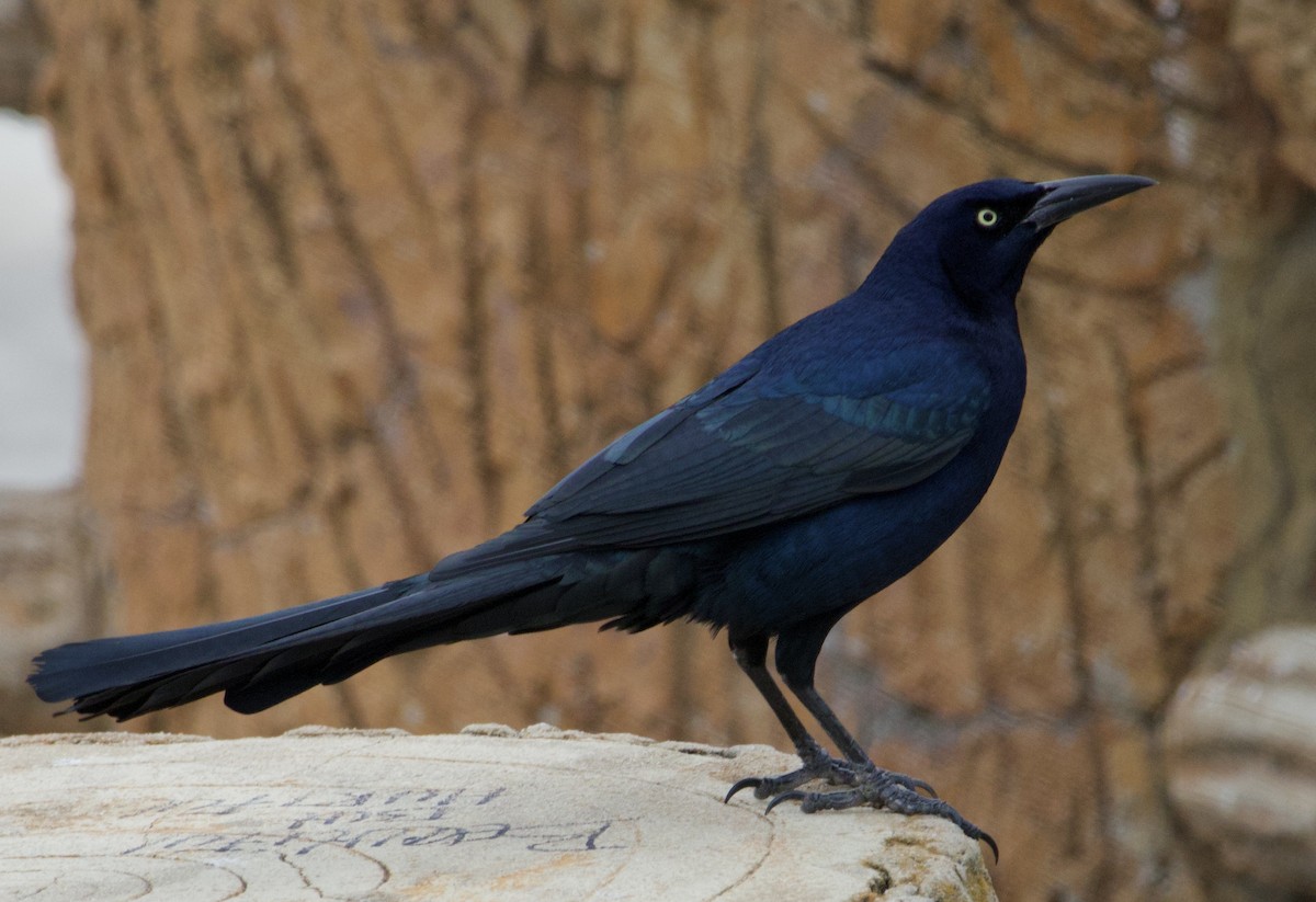 Great-tailed Grackle - ML619961724