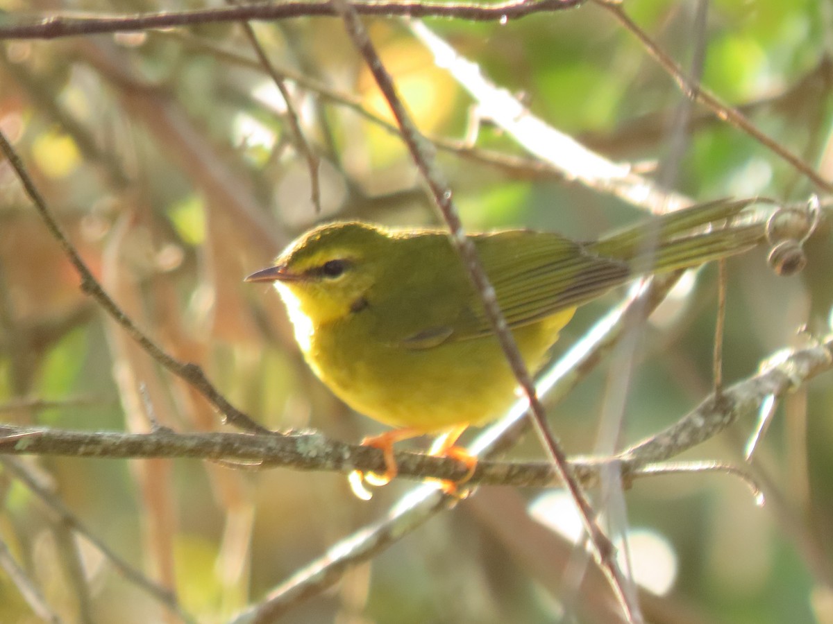 Flavescent Warbler - ML619961725