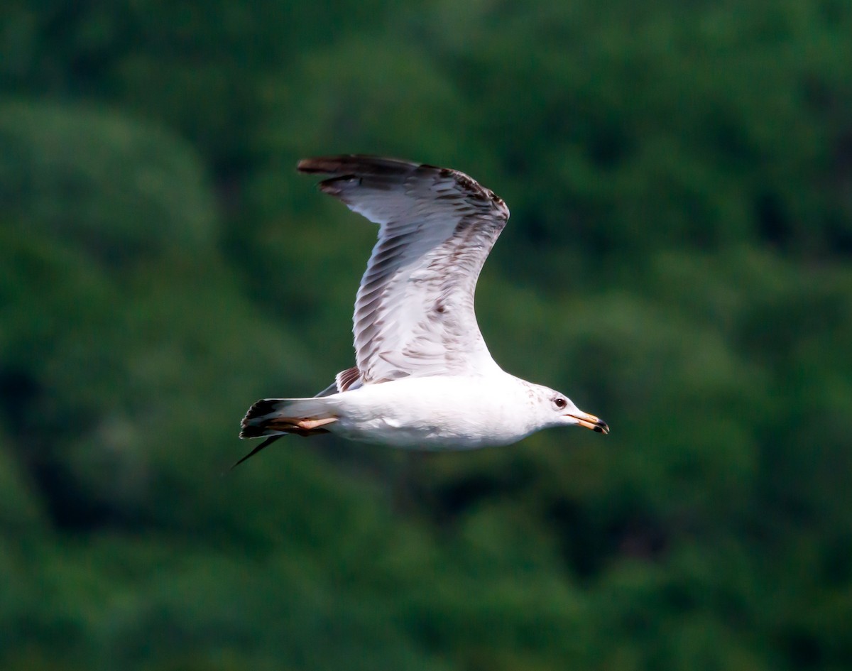 Herring Gull - ML619961726