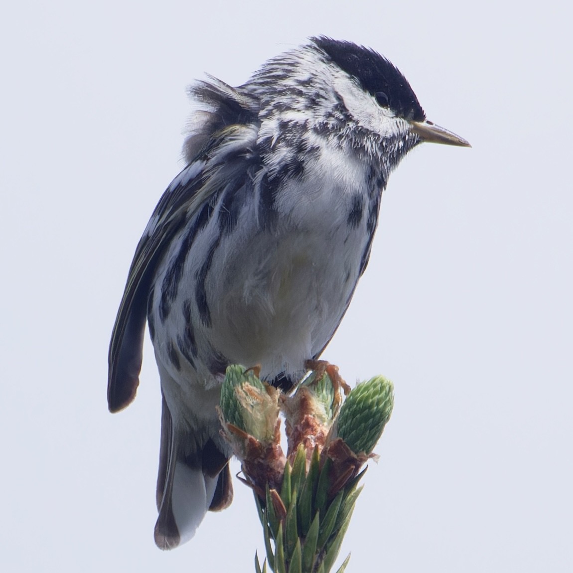 Blackpoll Warbler - ML619961730