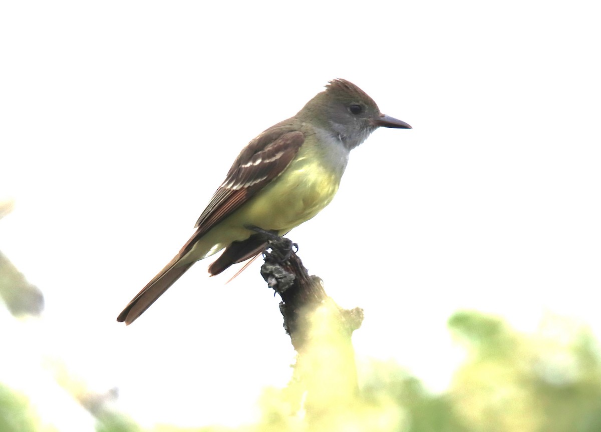 Great Crested Flycatcher - ML619961734