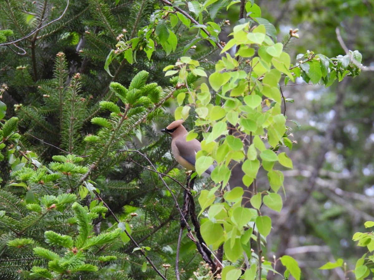 Cedar Waxwing - ML619961743