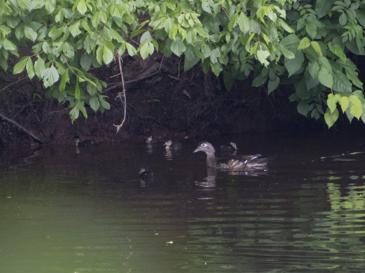 Wood Duck - ML619961745