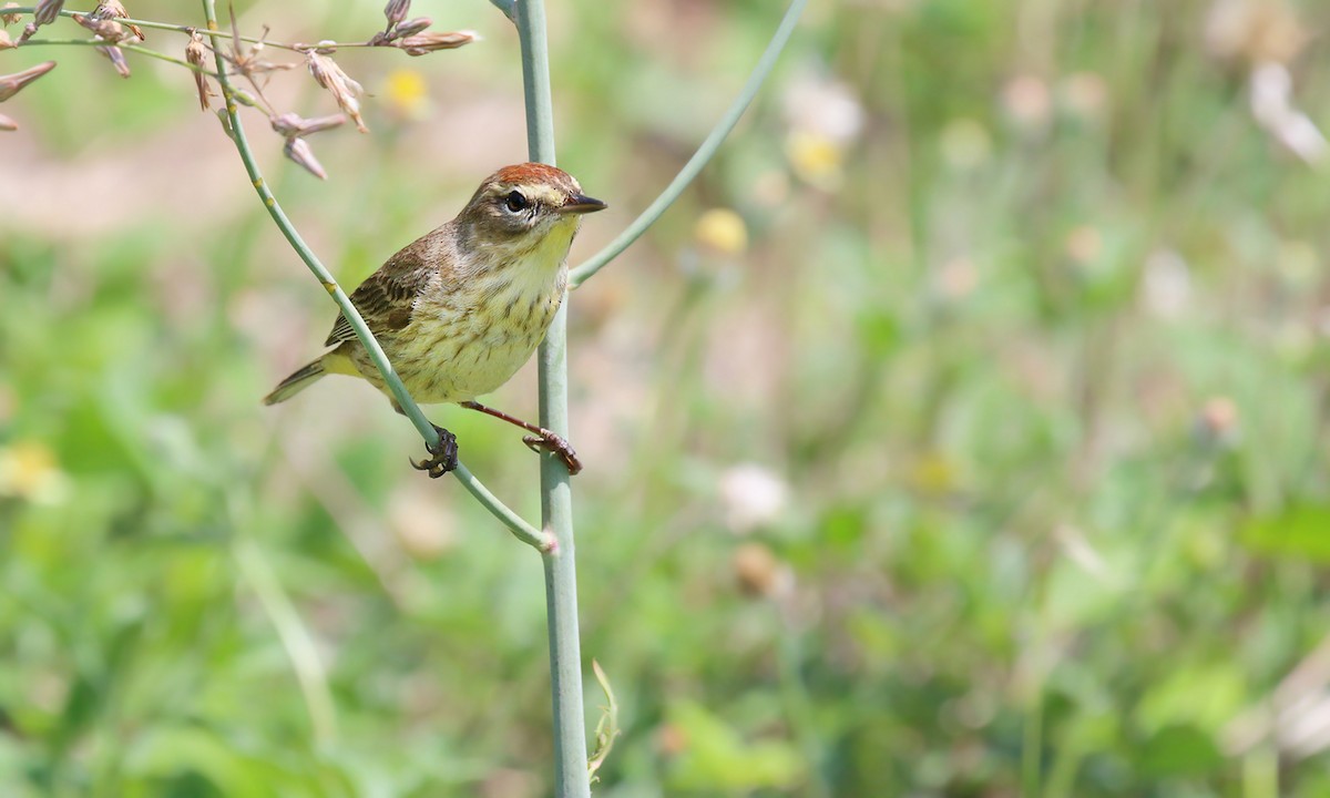 Palm Warbler - ML619961746