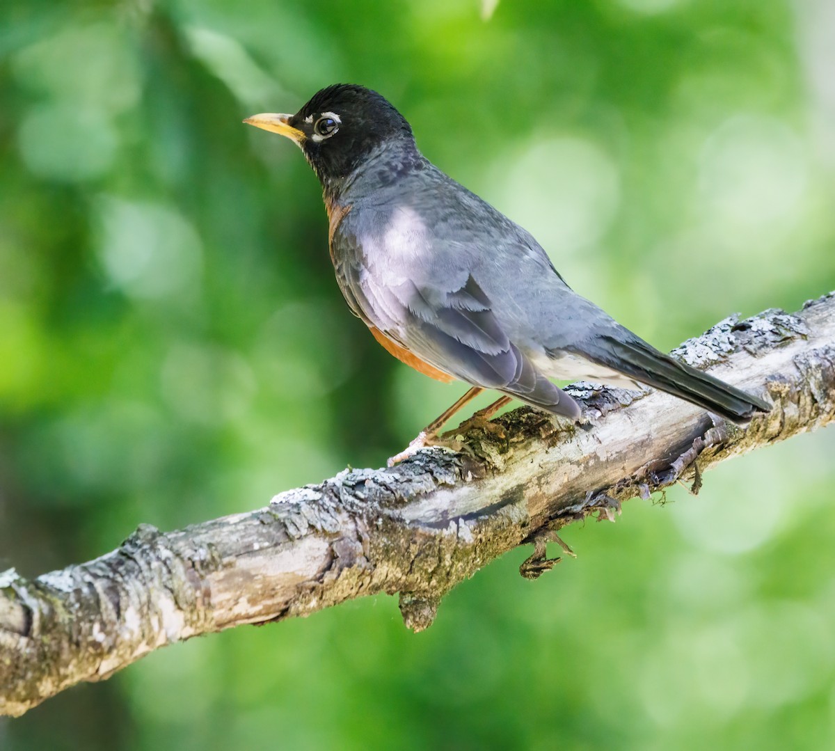 American Robin - ML619961751