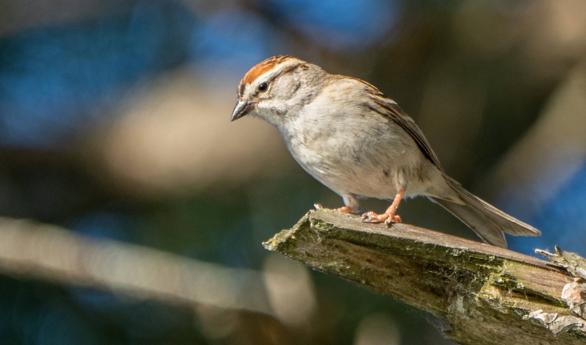 Chipping Sparrow - ML619961761