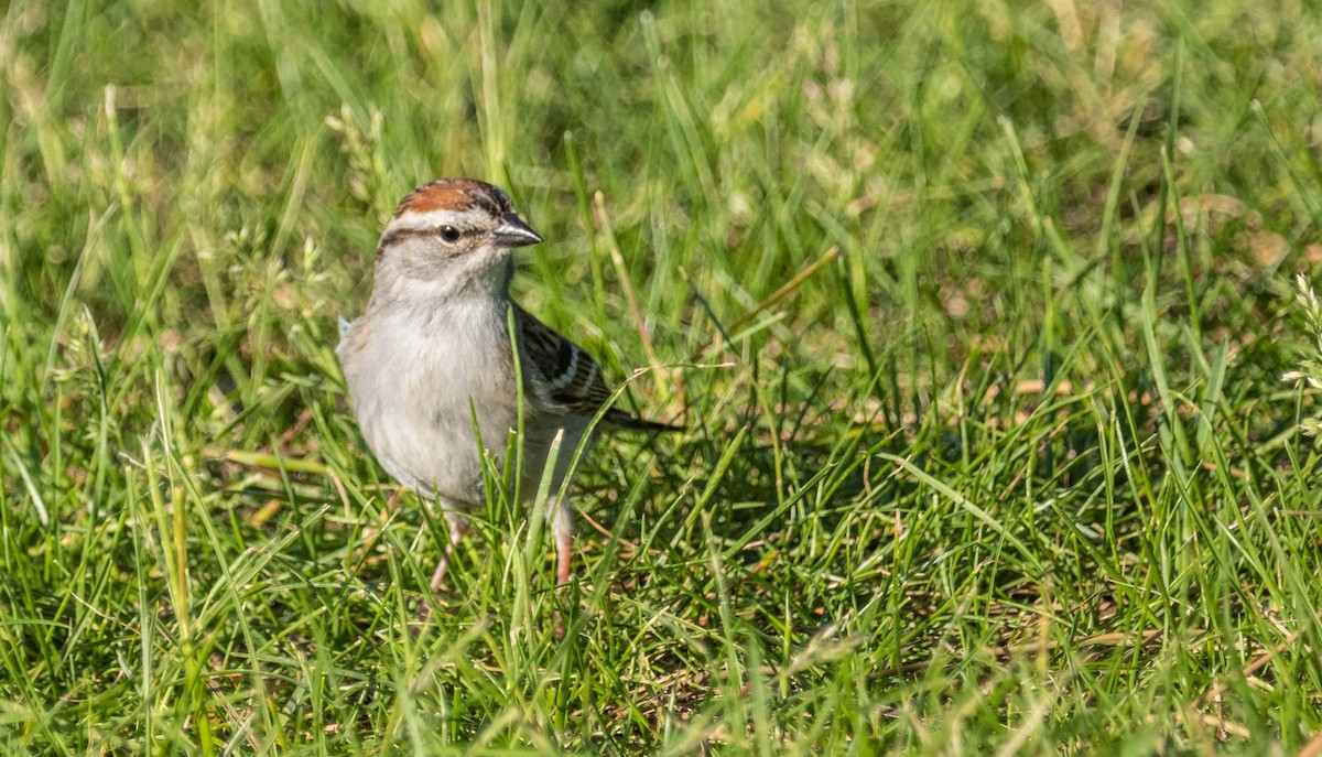 Chipping Sparrow - ML619961763