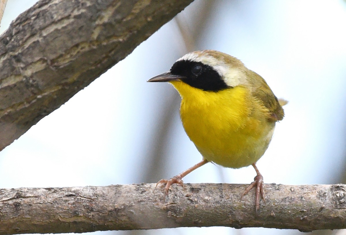 Common Yellowthroat - ML619961764