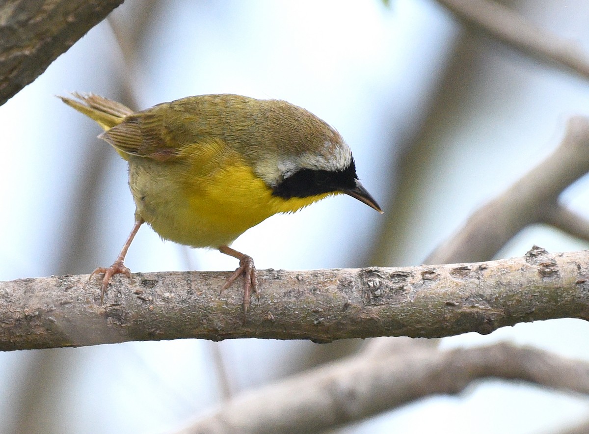 Common Yellowthroat - ML619961766