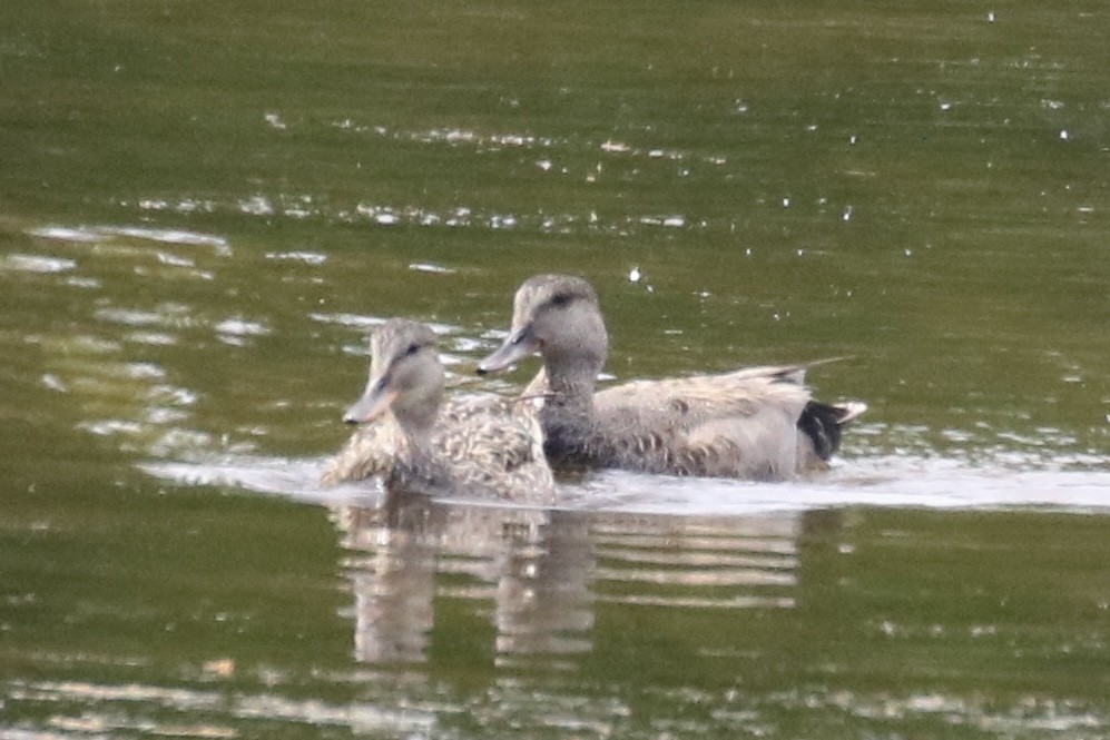 Gadwall - ML619961768