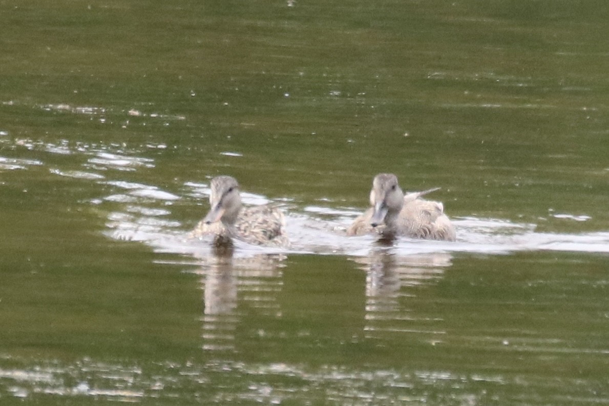 Gadwall - ML619961769