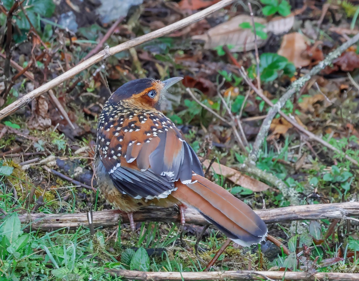 Spotted Laughingthrush - ML619961776