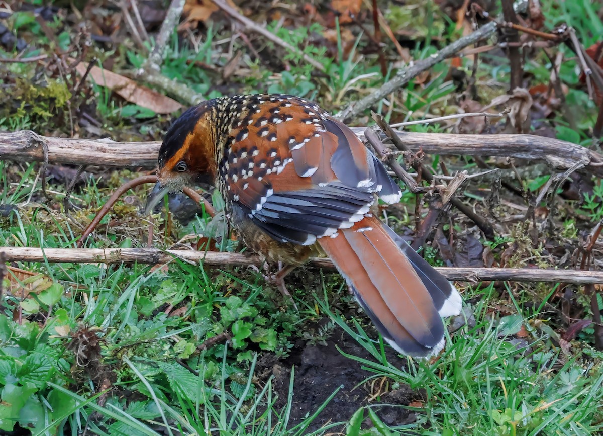 Spotted Laughingthrush - ML619961777