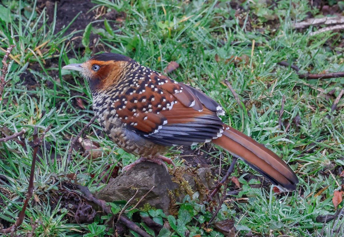 Spotted Laughingthrush - ML619961780