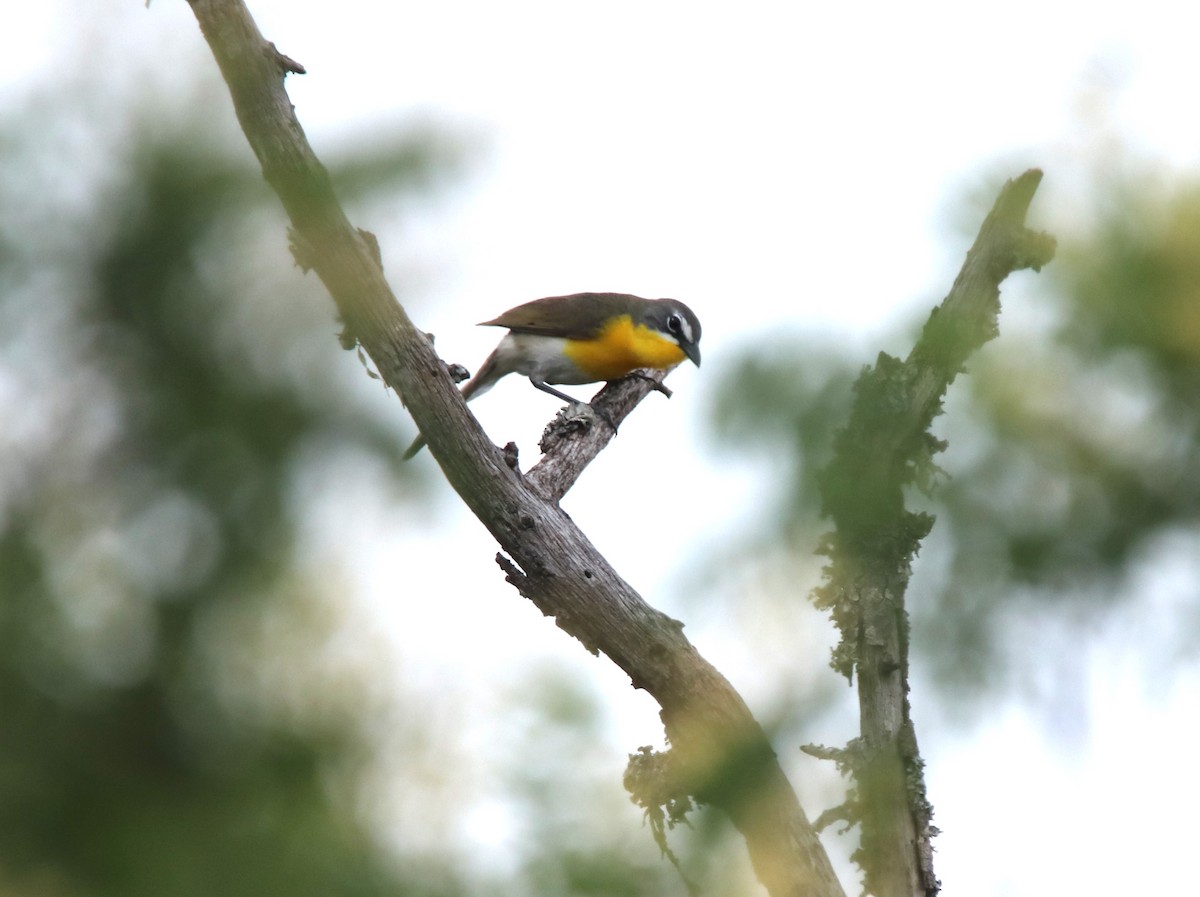 Yellow-breasted Chat - ML619961813