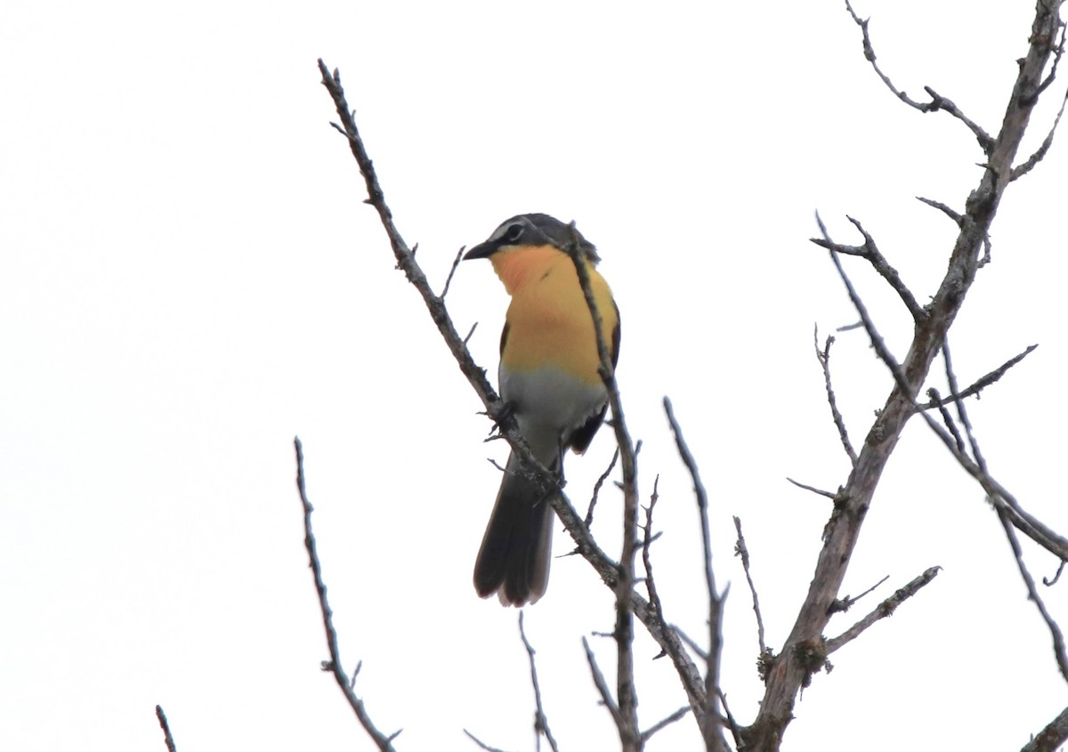 Yellow-breasted Chat - ML619961814