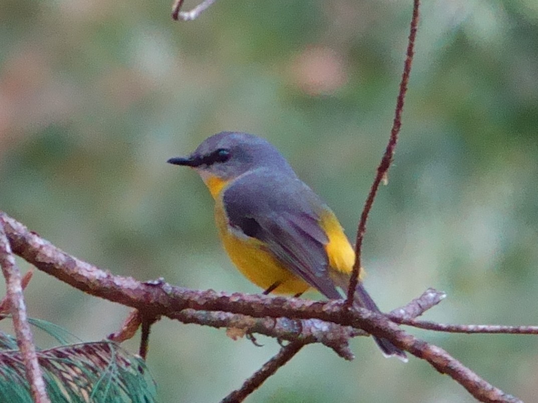 Eastern Yellow Robin - ML619961816