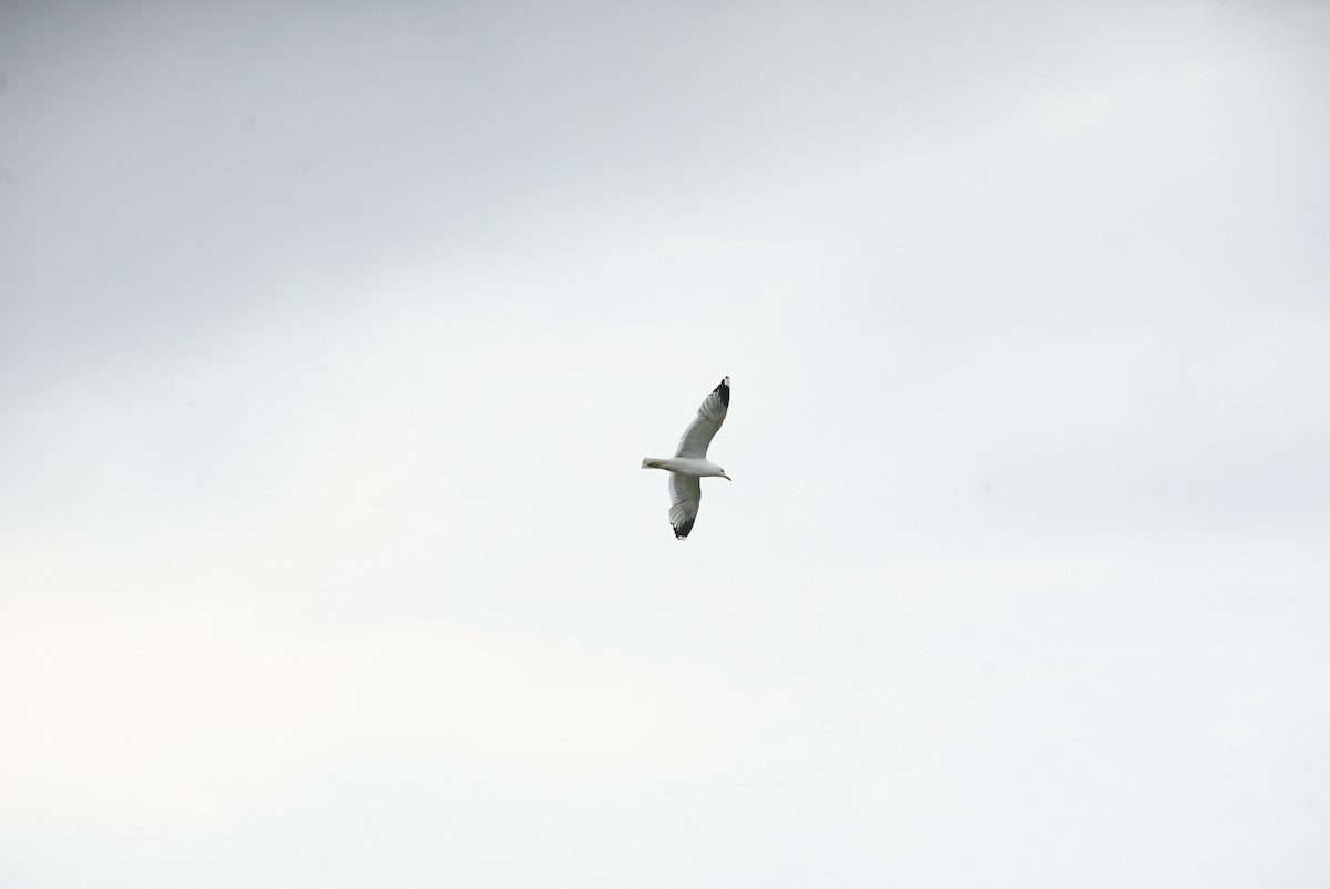 Common Gull - ML619961826