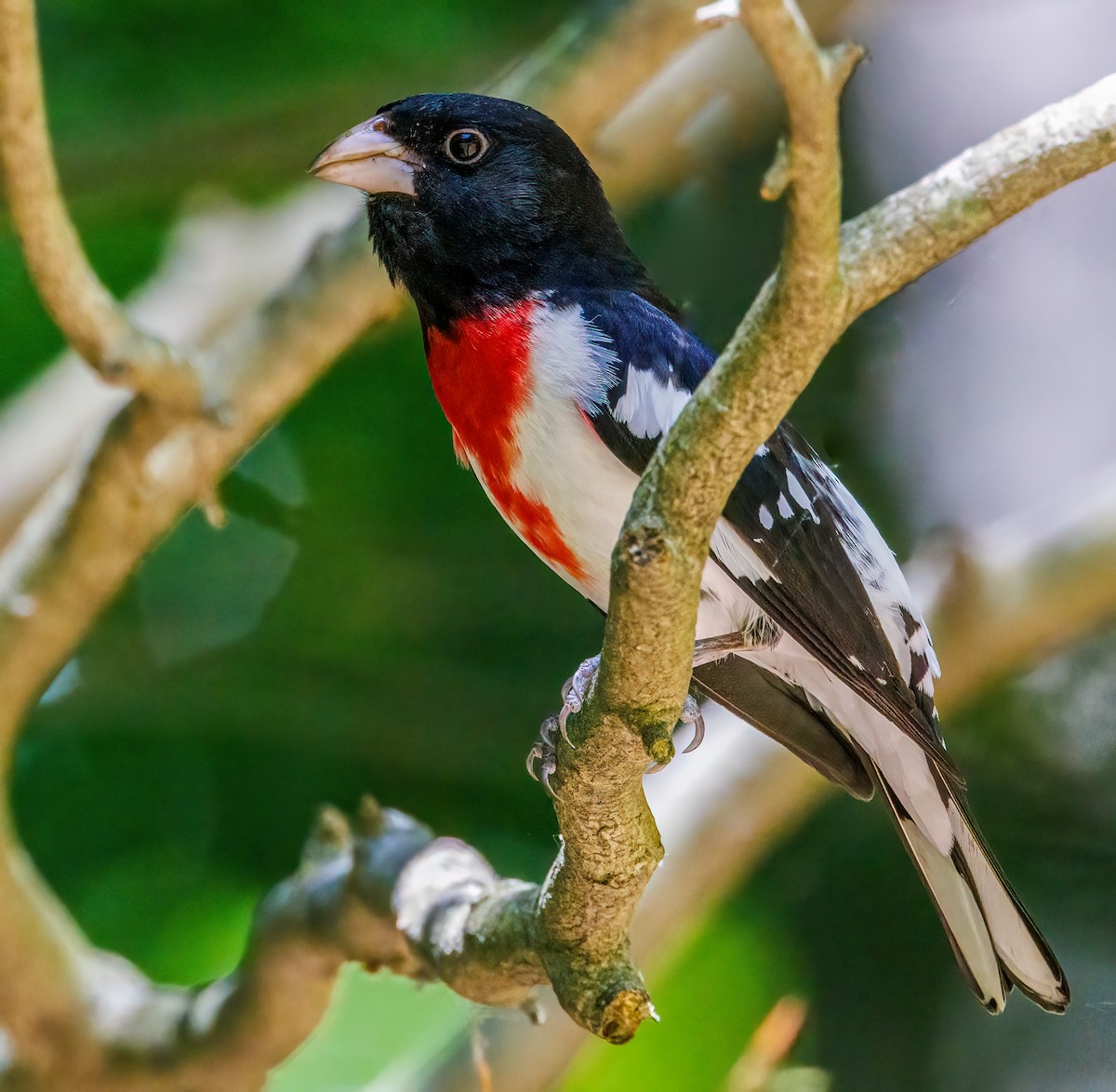 Rose-breasted Grosbeak - ML619961827