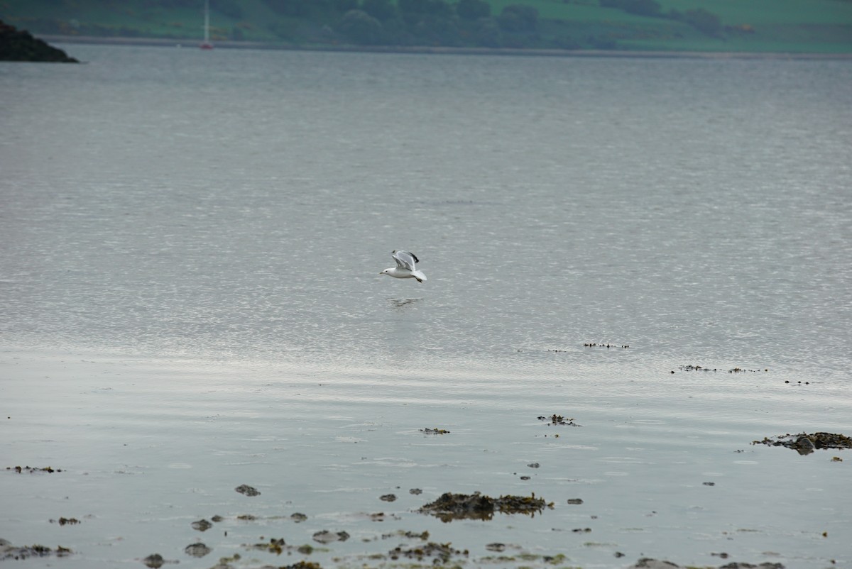 Common Gull - ML619961840