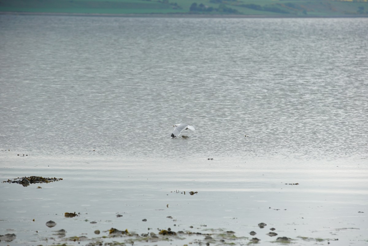 Common Gull - ML619961841