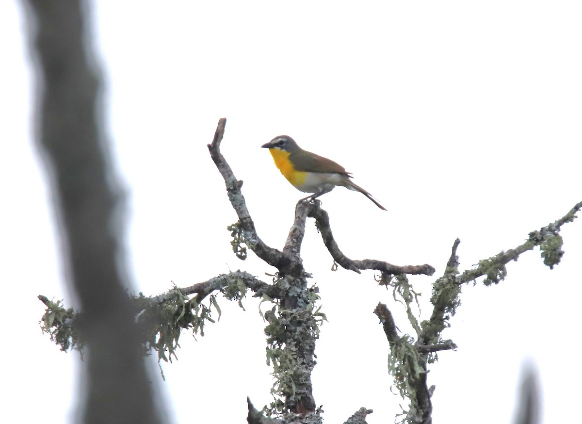 Yellow-breasted Chat - ML619961848