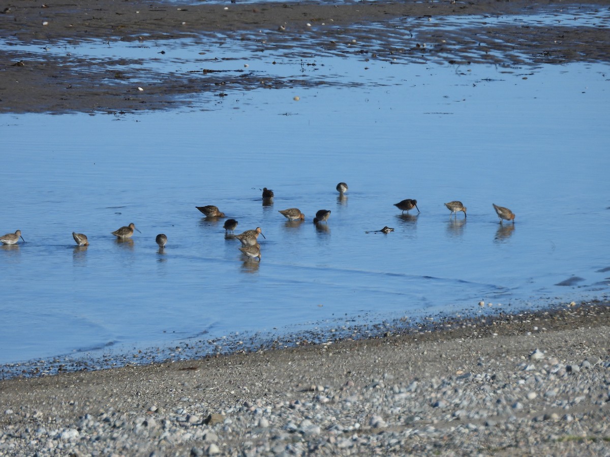 Short-billed Dowitcher - ML619961873