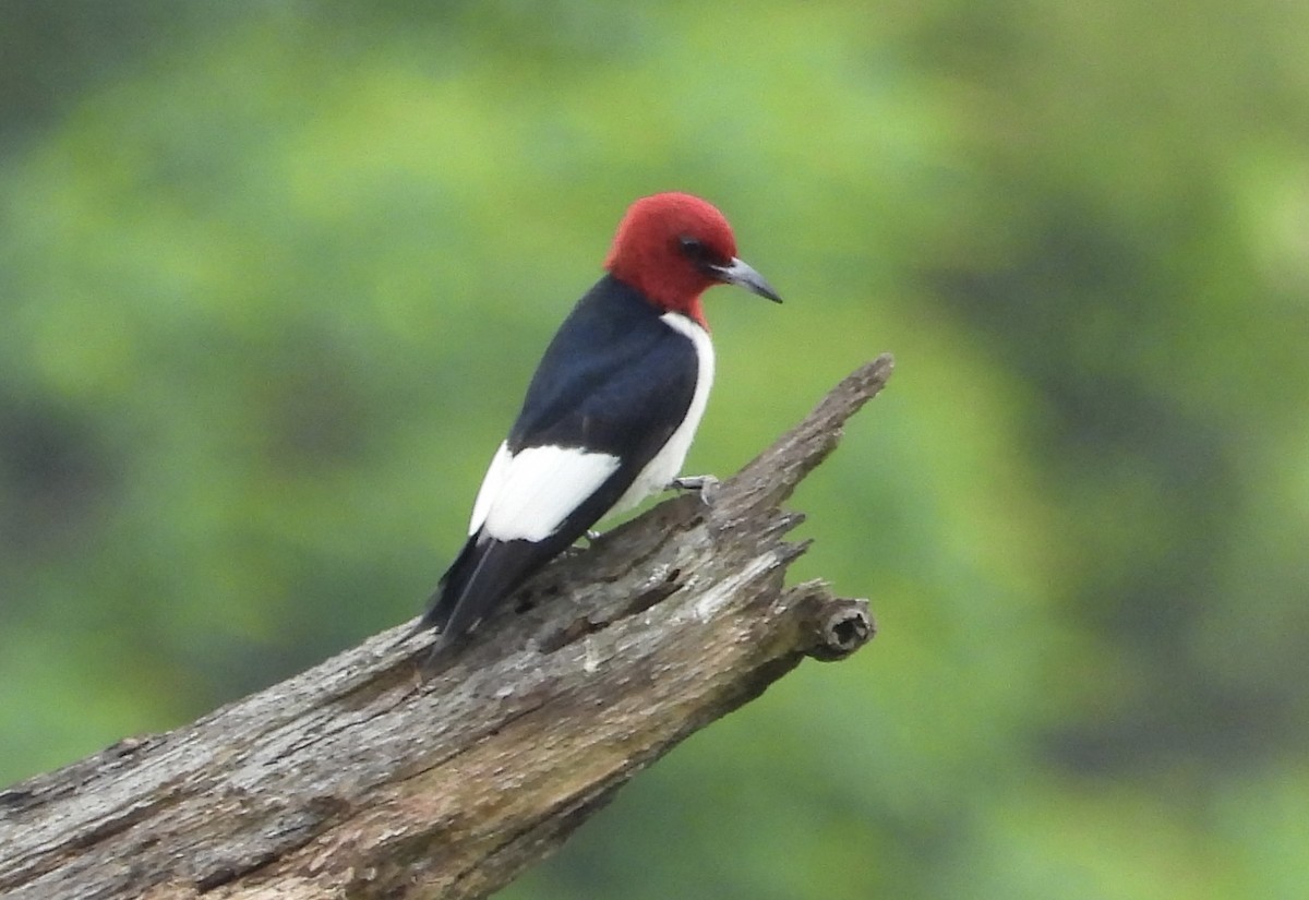 Red-headed Woodpecker - ML619961875