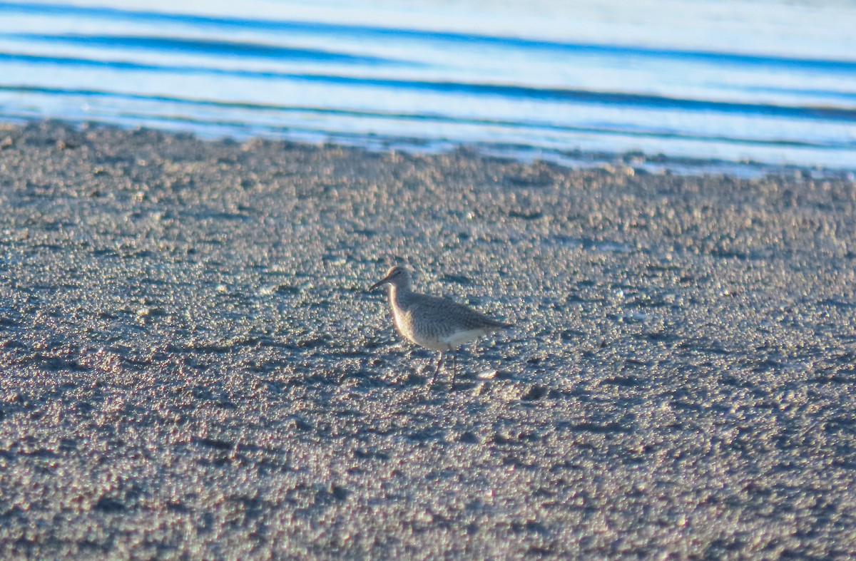 Willet (Eastern) - ML619961883