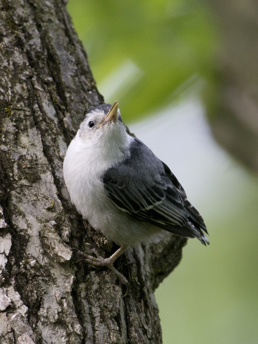 White-breasted Nuthatch - ML619961912