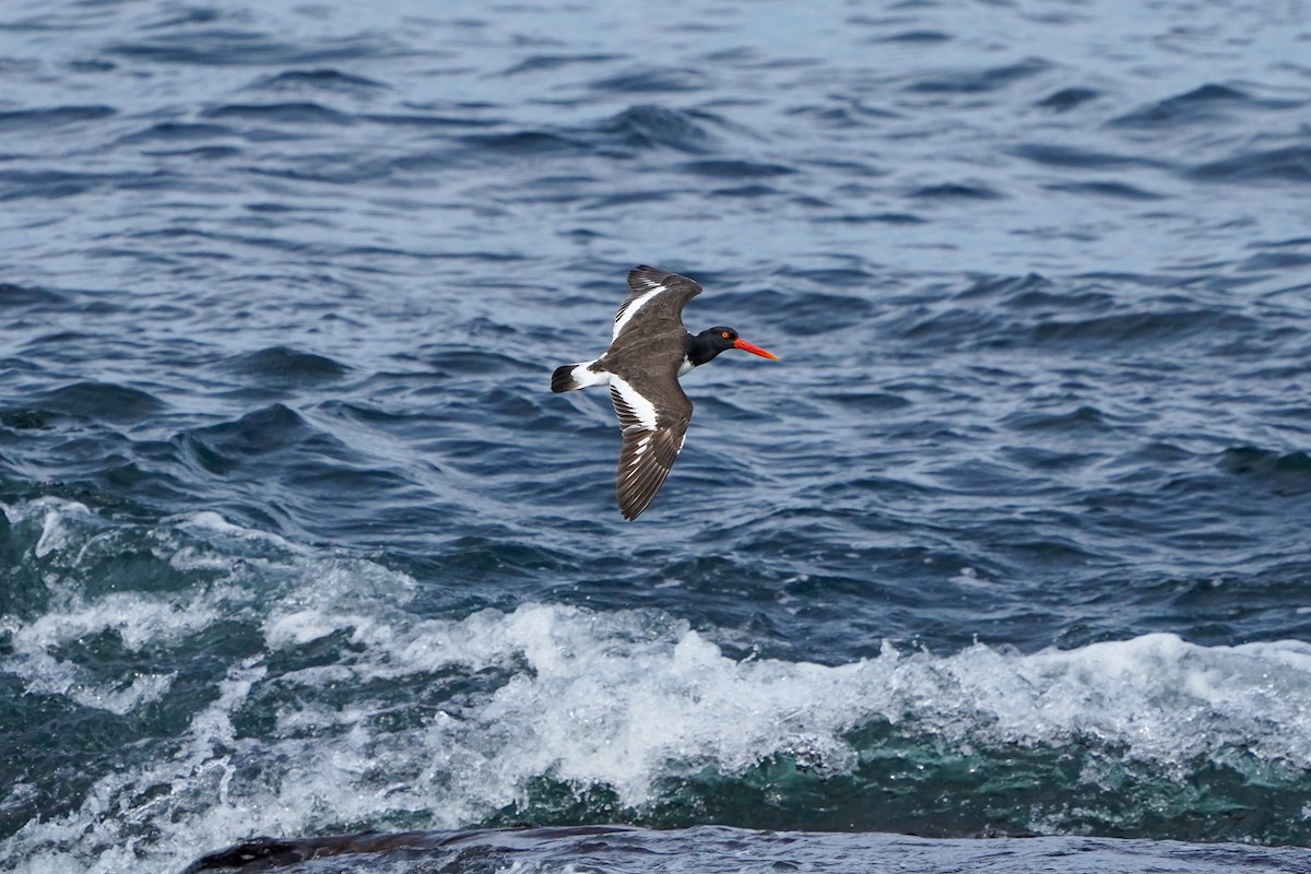 American Oystercatcher - ML619961913