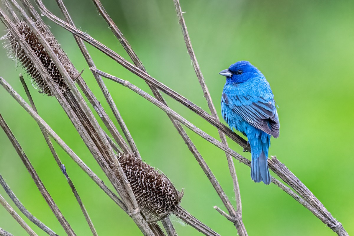 Indigo Bunting - ML619961919