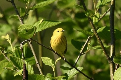 Yellow Warbler - ML619961924