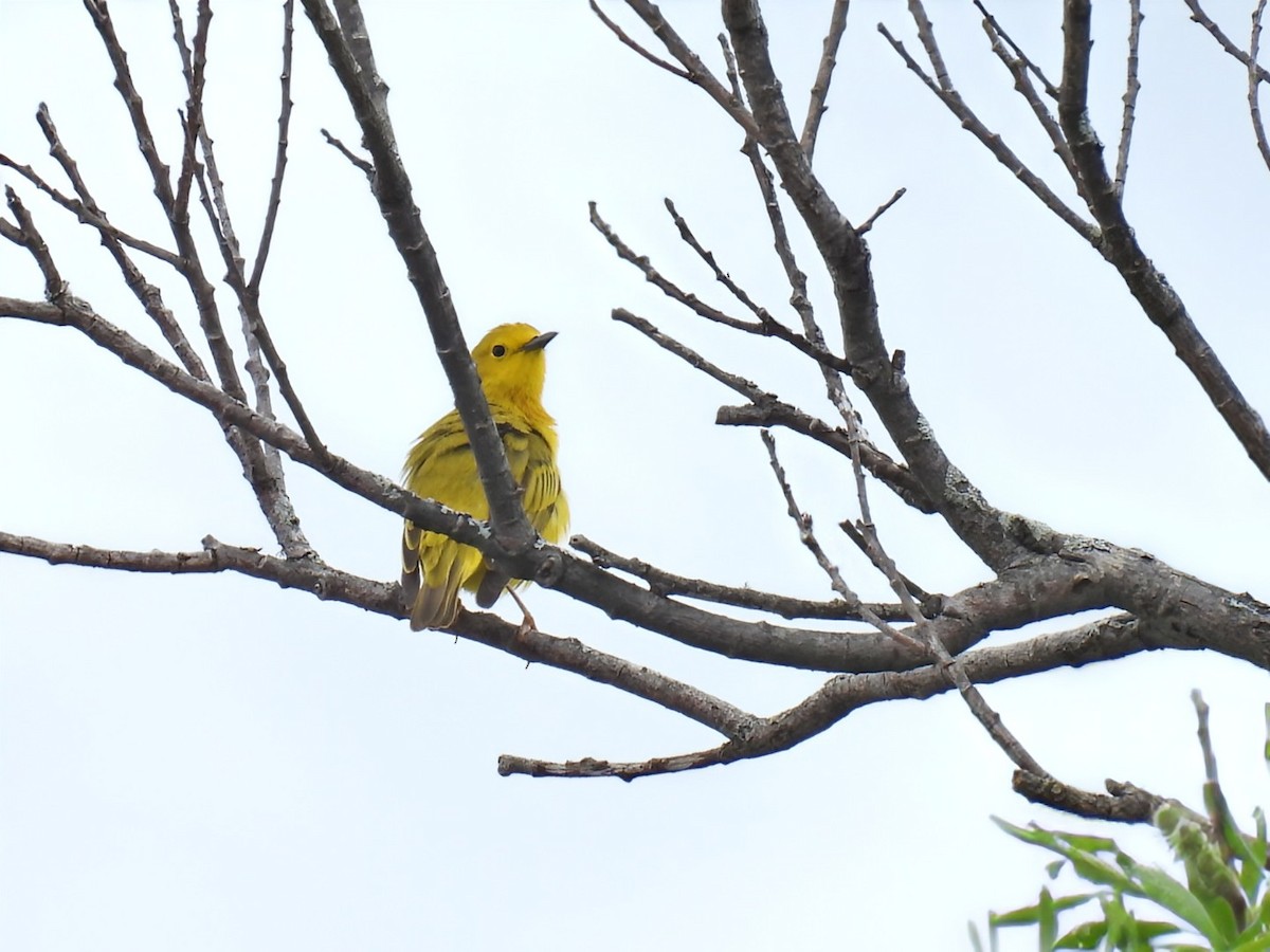 Yellow Warbler - ML619961937
